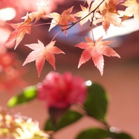 20231126嵐山紅葉