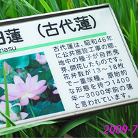 古代蓮の里を訪ねて2009(1)