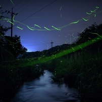Firefly's dance☆