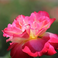 CANON(キヤノン)のレンズ EF75-300mm F4-5.6 III USM で撮影した写真