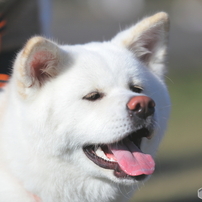 秋田犬