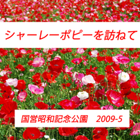 シャーレ―ポピー訪ねて2009(1)