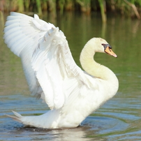 白鳥の・・・・