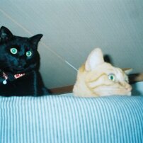 【動作確認ＯＫ】FUJIFilm　ＳＩＬＶＩ1600 2025年最新】Silvi 1600の人気アイテム - メルカリ