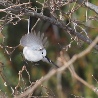 野鳥_Jan2024