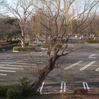 CANON(キヤノン)のデジタルカメラIXY DIGITAL 700 で撮影した写真(画像