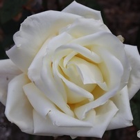 真冬の白薔薇