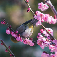 鳥っぱー