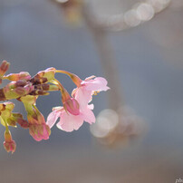 2024年 春桜色