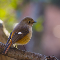 SIGMA(シグマ)のレンズ APO 70-300mm F4-5.6 DG MACRO (ﾍﾟﾝﾀｯｸｽ AF) で