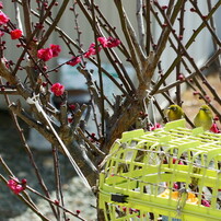 レンズ(単焦点) SP AF60mmF/2 Di II LD [IF] MACRO1:1 SONY レンズ(単焦点) SP AF60mmF/2 Di II LD [IF] MACRO1:1 SONY レンズ(単