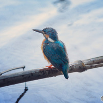 CANON(キヤノン)のレンズ EF80-200mm F2.8L で撮影した写真(画像)一覧