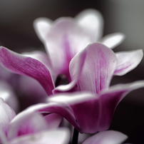 シグマ　MACRO 105mm F2.8 EX  ペンタックス用 Amazon.co.jp: シグマ 105mm F2.8 EX DG MACRO ペンタックス用
