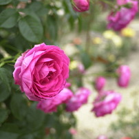 花フェスタ　バラの季節２