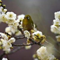 今日のウメジロー