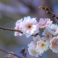 私の花アルバム