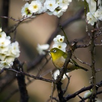 KONICA MINOLTA(コニカミノルタ)のレンズ AFアポテレズーム100-400mmF4.5-6.7 で撮影した写真(画像)一覧-  写真共有サイト:PHOTOHITO