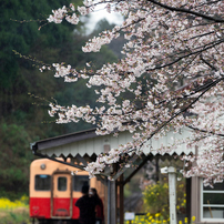 桜とローカル線沿線・小湊いすみその1