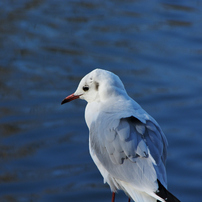 TAMRON(タムロン)のレンズ AF 28-300mm F3.5-6.3 XR Di LD