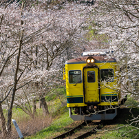 桜とローカル線沿線・小湊いすみその2