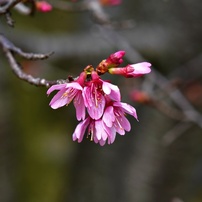 桜咲くー３