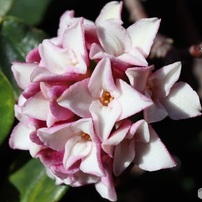 沈丁花２