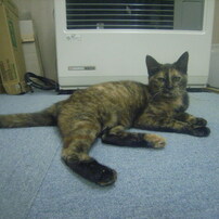 RICOH 500G キャップ付 作例あり Ricoh 500G | Flickr