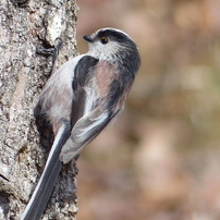 冬の里山で17(エナガ2)