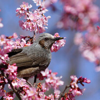 春桜謳う