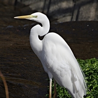 SIGMA(シグマ)のレンズ APO 170-500mm F5-6.3 DG (ﾍﾟﾝﾀｯｸｽ AF