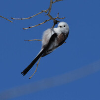 AF VR-NIKKOR 80-400mm 1:4.5-6.5D ED 作例有 Ai AF VR Zoom-Nikkor 80-400mm f/4.5-5.6D EDで撮影された写真 | 写真