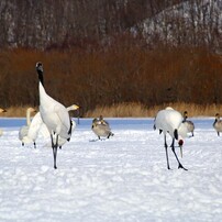 CANON(キヤノン)のレンズ EF100-300mm F5.6 で撮影した写真(画像