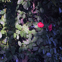 PENTAX(ペンタックス)のレンズ SMC PENTAX67 55mmF4 で撮影した写真