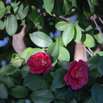 作例付き　SMC PENTAX67 200mm F4 管mpr 第139話 PENTAX 67用 中望遠レンズ smc PENTAX 67 200mm 1:4
