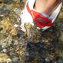 OLYMPUS CAMEDIA FE-110 デジタルカメラ✖️2台 Olympus FE-110 Review