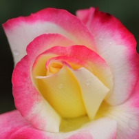 薔薇・・・咲き誇る華麗な妖精達!!