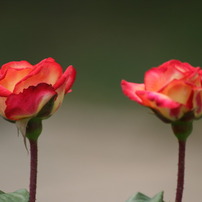 CANON(キヤノン)のレンズ EF75-300mm F4-5.6 III USM で撮影した写真