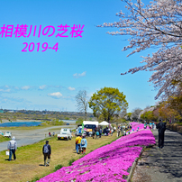 相模川の芝桜 2019-4