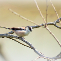 KONICA MINOLTA(コニカミノルタ)のレンズ AFアポテレズーム100-400mmF4
