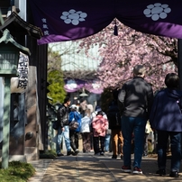 spring for tokyoites 2024