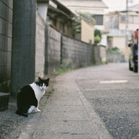 路地猫