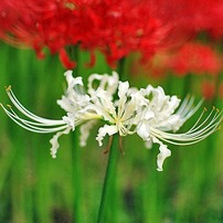 彼岸花