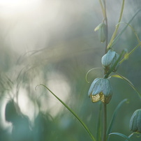 オールドレンズ遊びNo.24