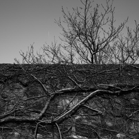 TOKINA(トキナー)のレンズ AT-X 17-35 F4 PRO FX 17-35mm F4 [キヤノン