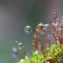 苔の世界