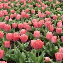 FUJIFILM(富士フイルム)のデジタルカメラFinePix F900EXR で撮影した