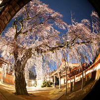 OTHERS(その他)のレンズ MK-6.5mm F2.0 MK065F20SE [ソニーE用] で撮影