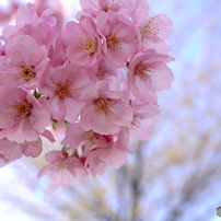SONY(ソニー)のレンズ Sonnar T* E 24mm F1.8 ZA SEL24F18Z で撮影した