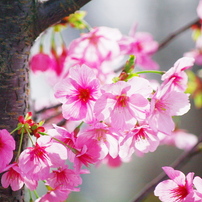 お花見(桜尽くし)