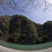 古座川一枚岩の桜#3